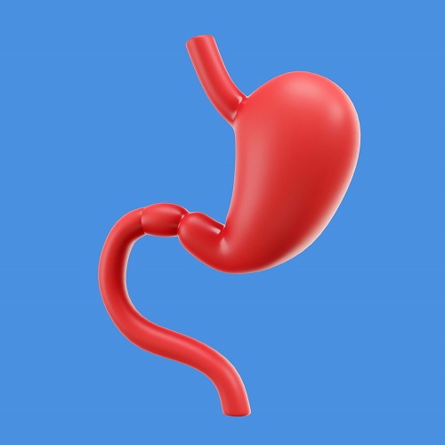 O intestino e estomago como segundo cérebro: entenda o conceito